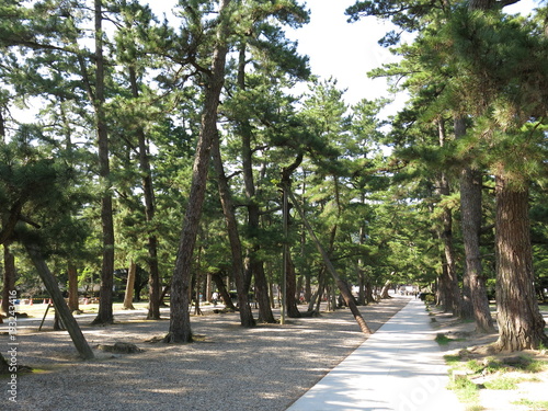 出雲大社の松の参道 Izumo Taisha Grand Shrine