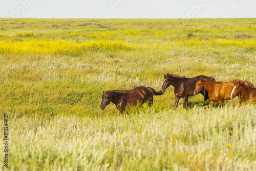 A herd of wild horses shown on Water island in atmospheric Rostov state reserve