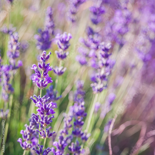 Lavender Field in the summer, natural colors, selective focus.