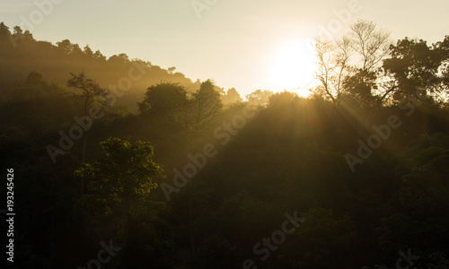 amazing morning lights in the forest