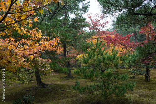 Japanese garden in the fall