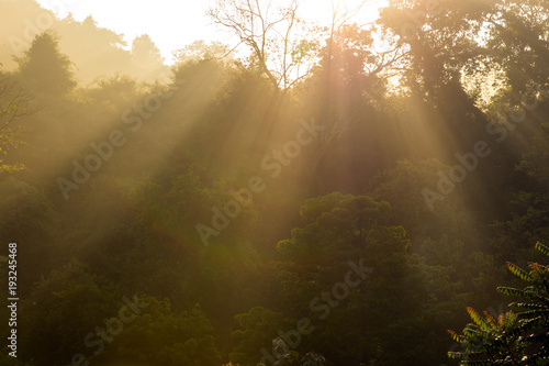 amazing morning lights in the forest © PRASERT
