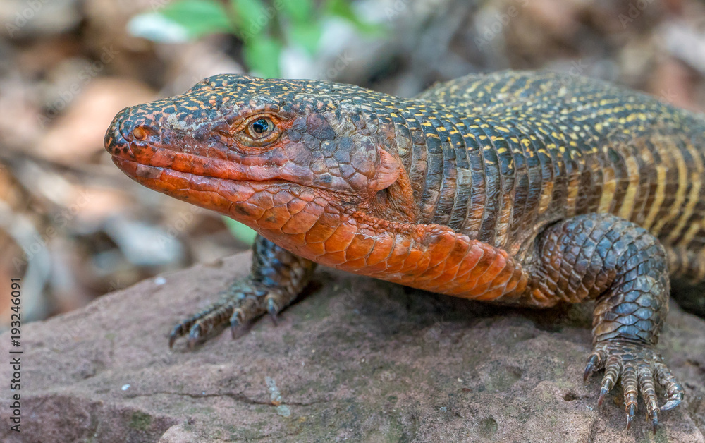 Fototapeta premium giant plated lizard sunning itself 