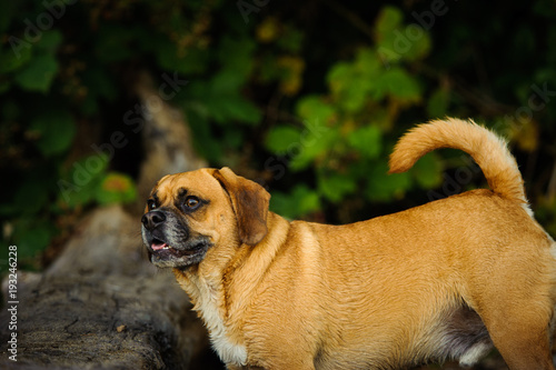 Fototapeta Naklejka Na Ścianę i Meble -  Puggle dog outdoor portrait in nature