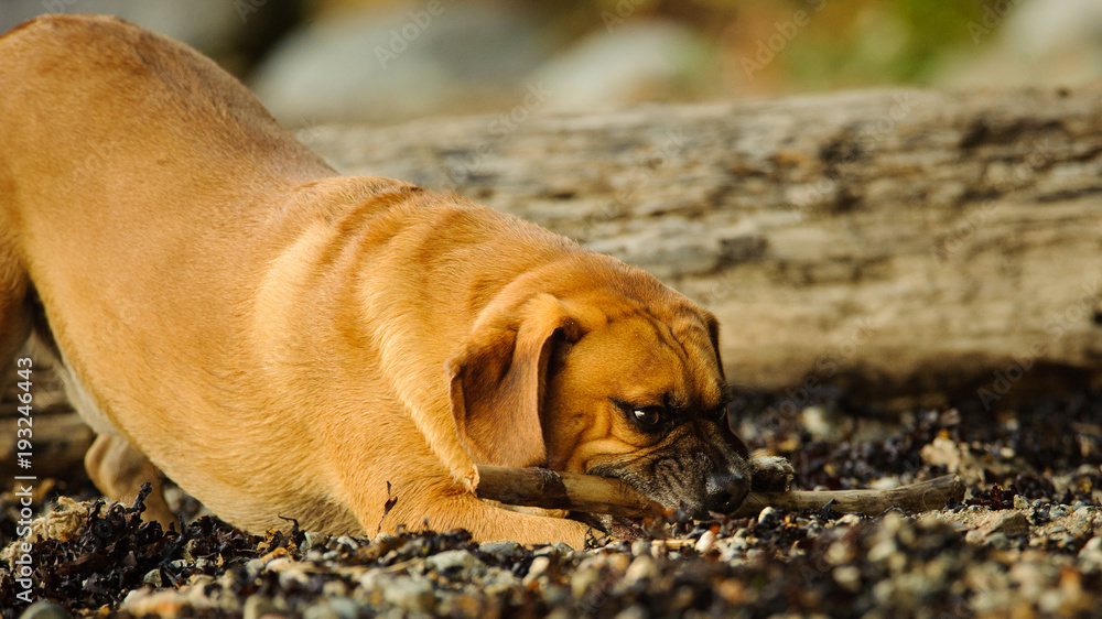 Fototapeta premium Puggle dog outdoor portrait bowing down at rocky beach