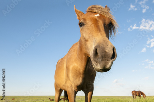 portrait of a wild horse