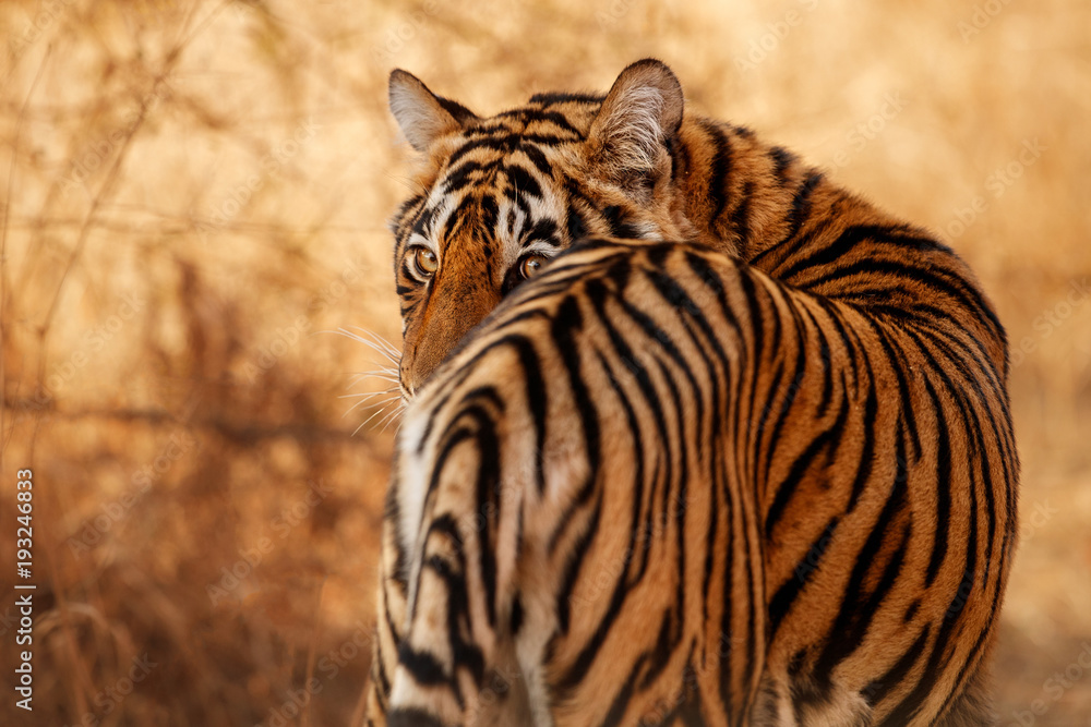 Naklejka premium Royal Bengal Tygrys stanowią z pięknym złotym tle. Niesamowity tygrys w naturalnym środowisku. Scena przyrody z niebezpieczną bestią. Gorąca pogoda w dzikich Indiach. Panthera Tigris Tigris.
