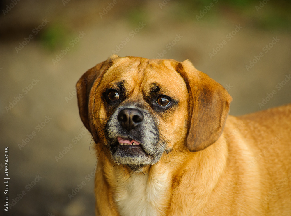 Puggle dog outdoor portrait close up in natural envirnonment