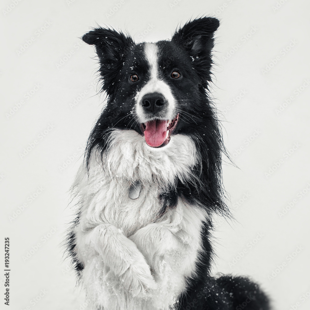 Cute portrait of black and white border collie