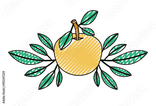 orange with leafs fresh and citrus fruit vector illustration design