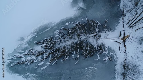 Fallen tree in winter, aerial footage. photo