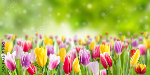 Fototapeta Naklejka Na Ścianę i Meble -  Tulip flowers meadow, spring background