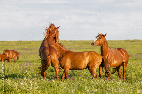 A herd of wild horses shown on Water island in atmospheric Rostov state reserve