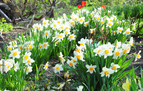 White spring garden narcissus flowers with red tulips flower bed. Narcissus flower also known as daffodil, daffadowndilly, narcissus, and jonquil.