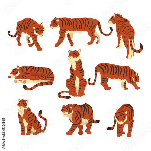Powerful tiger in different actions set of cartoon vector Illustrations on a white background