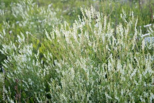 Melilotus albus flowers growing in a field