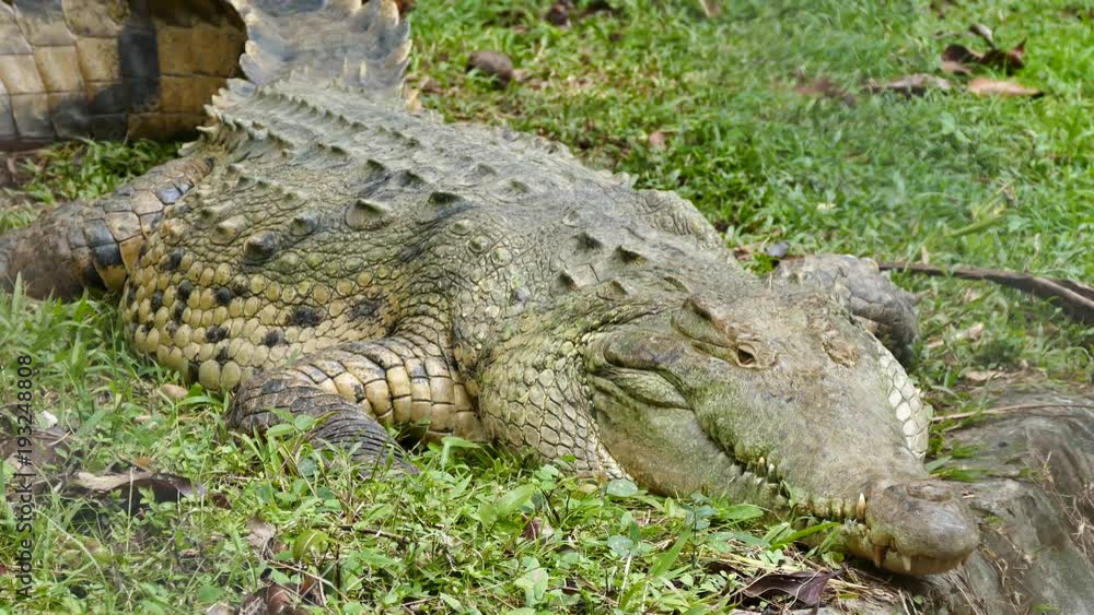 Large Crocodile laying down in grass with its eyes open Large Crocodile laying down in grass with its eyes open