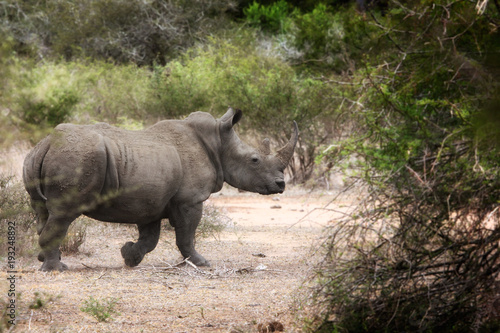 Nosorożec w Parku Narodowym Krygera, RPA