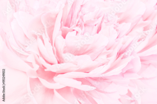 Fototapeta Naklejka Na Ścianę i Meble -  Peony flowers blossom delicate blured frame. Shallow depth. Greeting card background. Floral template. Soft pastel toned