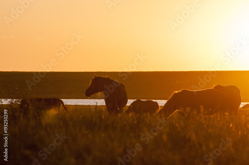 Wild horses grazing on summer meadow at sunset