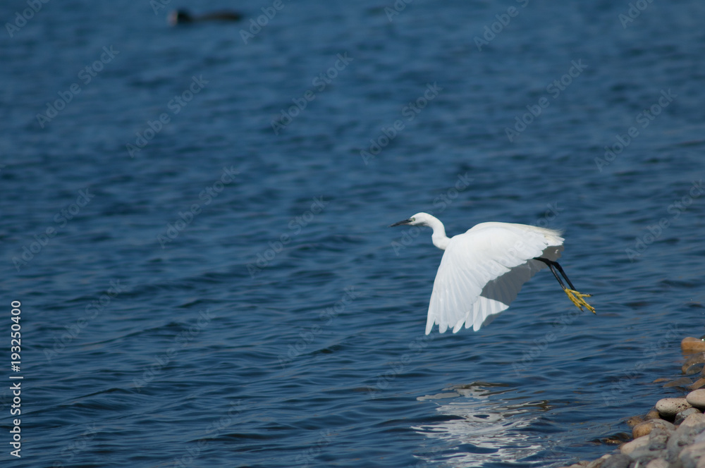 Little egret (Egretta garzetta) taking flight. El Fraile lagoon. Arona. Tenerife. Canary Islands. Spain. Little egret (Egretta garzetta) taking flight. El Fraile lagoon. Arona. Tenerife. Canary Islands. Spain.
