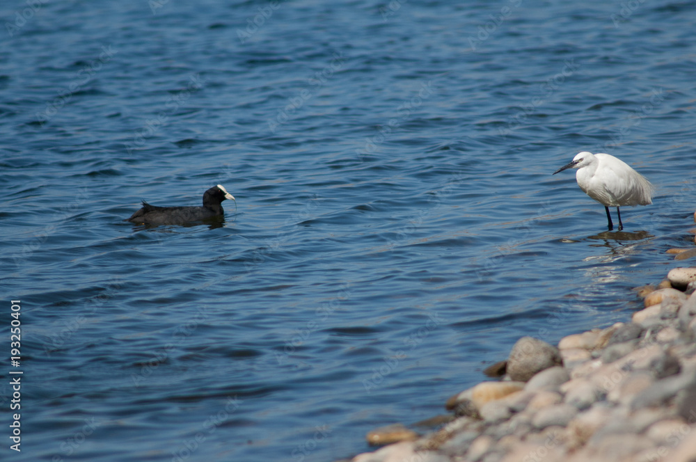 Little egret (Egretta garzetta) and Eurasian coot (Fulica atra). El Fraile lagoon. Arona. Tenerife. Canary Islands. Spain. Little egret (Egretta garzetta) and Eurasian coot (Fulica atra). El Fraile lagoon. Arona. Tenerife. Canary Islands. Spain.