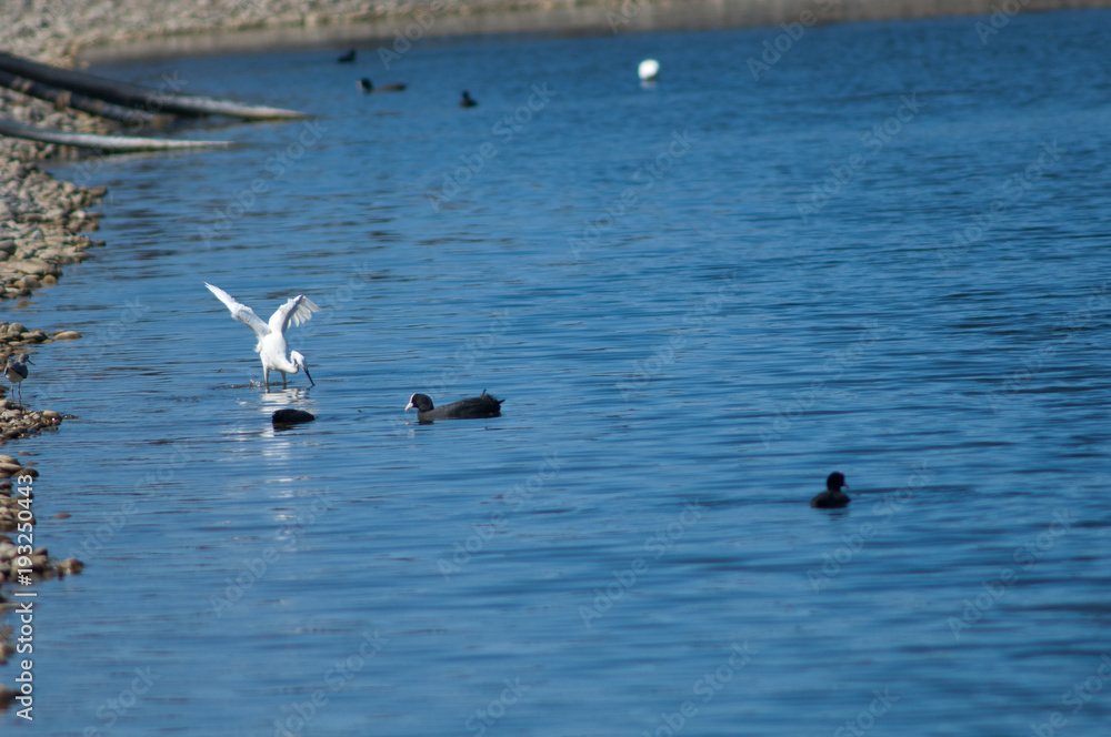 Little egret (Egretta garzetta) fishing and Eurasian coot (Fulica atra). El Fraile lagoon. Arona. Tenerife. Canary Islands. Spain. Little egret (Egretta garzetta) fishing and Eurasian coot (Fulica atra). El Fraile lagoon. Arona. Tenerife. Canary Islands. Spain.