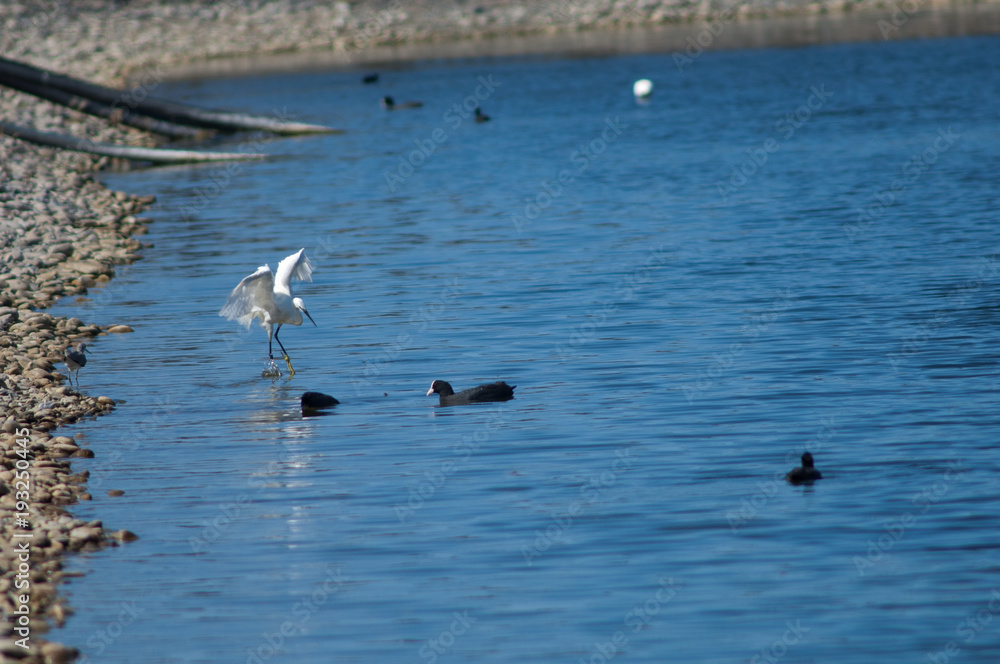 Little egret (Egretta garzetta) fishing and Eurasian coot (Fulica atra). El Fraile lagoon. Arona. Tenerife. Canary Islands. Spain.