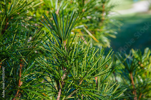 Green needles of coniferous tree as a natural background