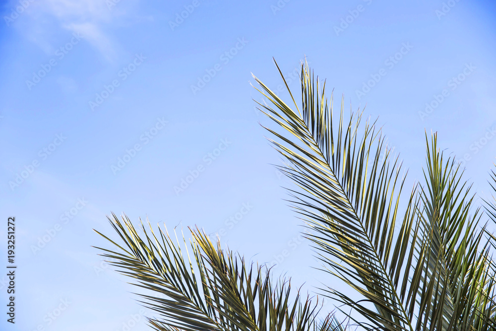 Green palm branches against the blue sky. Summer holiday concept Green palm branches against the blue sky. Summer holiday concept