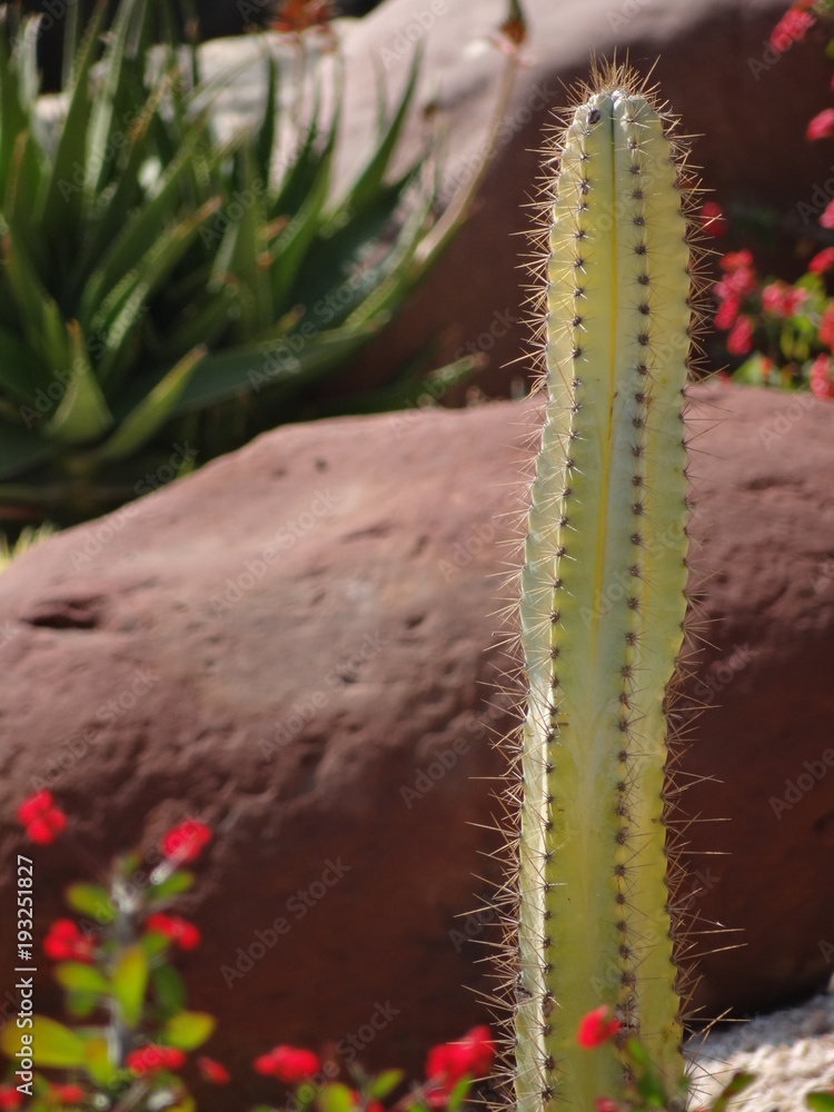 Naklejka premium cactus