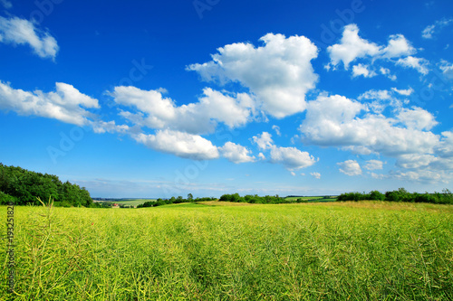 Landschaft im Frühling, Feld mit Raps, blauer Himmel, Cumuluswolken, frisches Grün