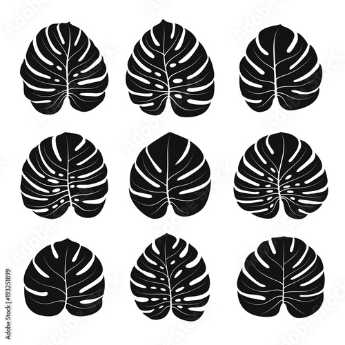 Set of silhouettes of monster leaves isolated on white background. Vector illustration.