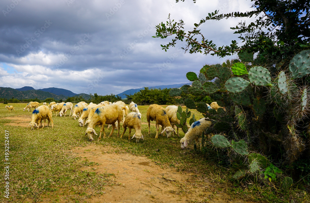 Obraz premium Sheep on a plain meadow