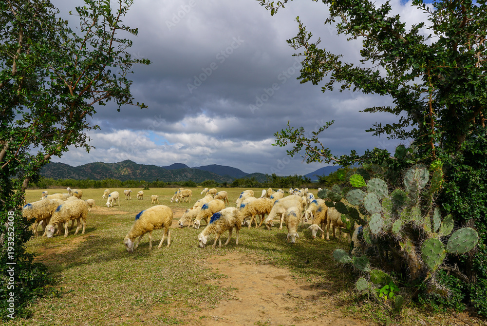Obraz premium Sheep on a plain meadow
