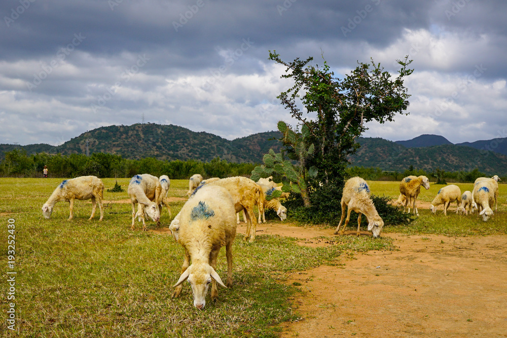 Naklejka premium Sheep on a plain meadow