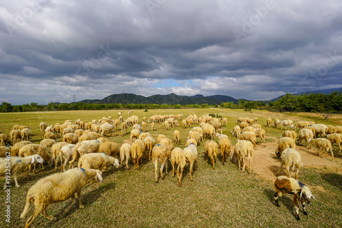 Sheep on a plain meadow