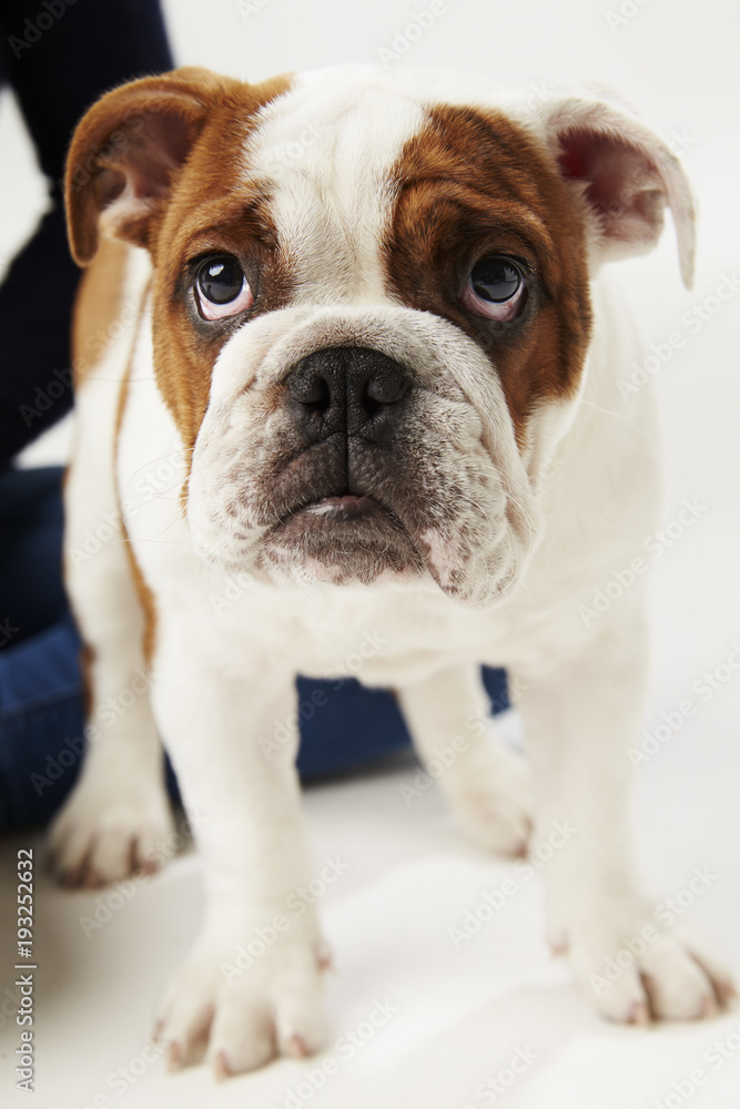 Studio Shot Of British Bulldog Puppy Standing On White Background Studio Shot Of British Bulldog Puppy Standing On White Background