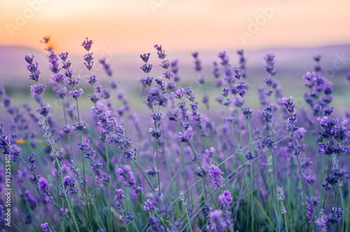 Lavender Field in the summer, natural colors, selective focus.