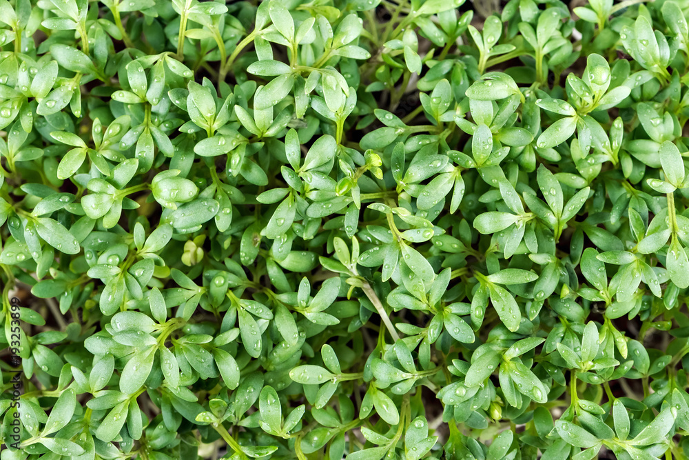 Close up of garden cress. Top view Close up of garden cress. Top view