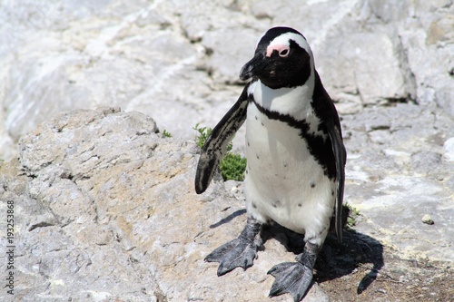 animale pinguino natura uccelli fauna
