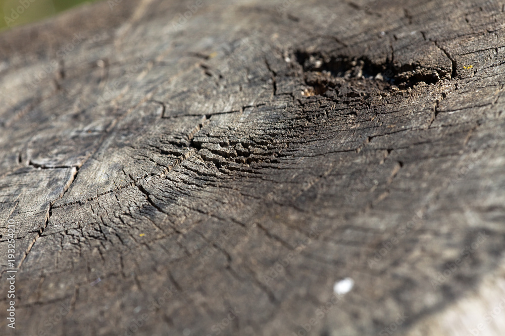 Fototapeta premium Wood, treestump, rings