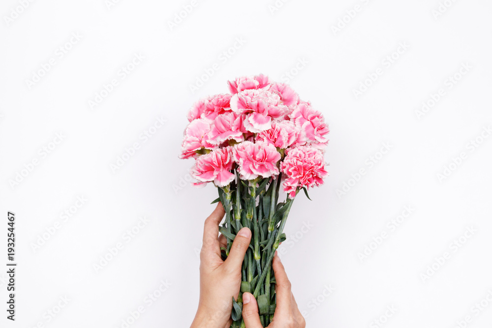 Woman hand hold pink carnation on white background. Flat lay, top view minimal festive spring flower background.
