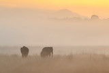 Asian elephants walk in the nature habitat during golden sunrise. Elephants in the magical morning foc in corbett national park. Misty mornig in India. Jim Corbett´s park. Elaphus maximus.
