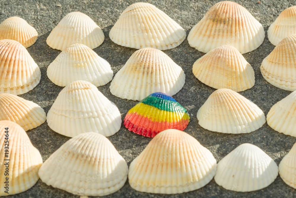 Rainbow shell on the background of white shells