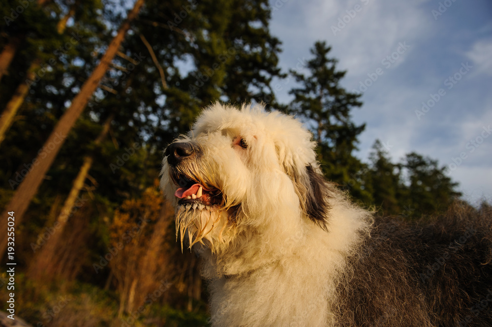 Old English Sheepdog outdoor portrait by forest