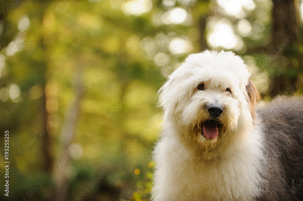Old English Sheepdog outdoor portrait in forest