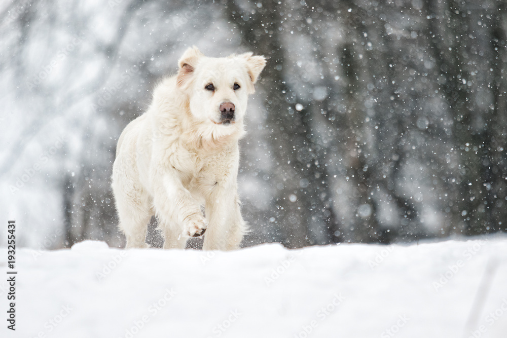 golden retriever dog outdoors in winter golden retriever dog outdoors in winter