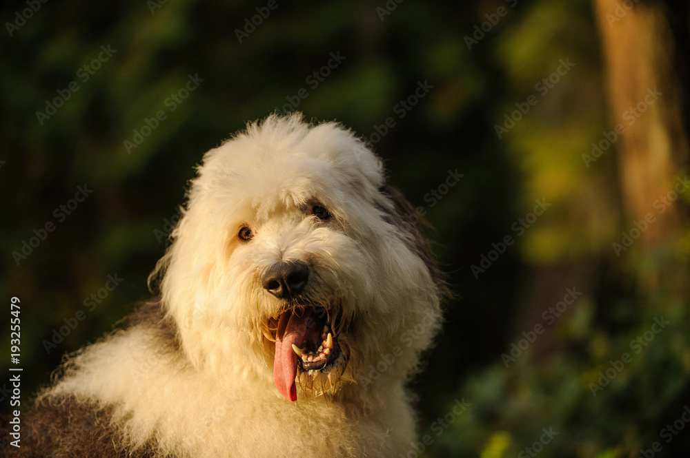 Old English Sheepdog outdoor portrait in forest