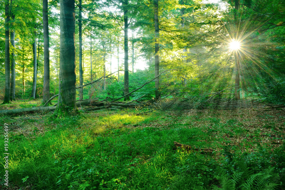 Obraz premium Sonne strahlt durch grünen Wald, Spessart, Deutschland